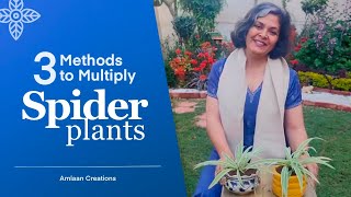 3 Methods to Multiply Spider Plants [upl. by Mariel45]