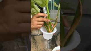 Grow Philodendron birkin in water [upl. by Bobina]