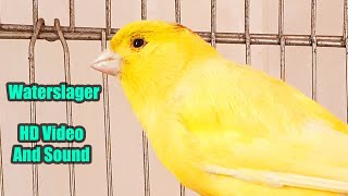 Waterslager CANARY Singing  HD Video and Sound  کناري واتر [upl. by Cleopatre124]