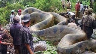 10 Biggest Snakes in the World [upl. by Arrak]