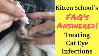 How I Treat a Kitten or Cat Eye Infection at Home [upl. by Tartaglia]