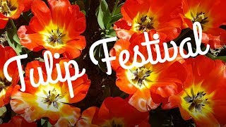 Free Tulip Festival  Morges Switzerland [upl. by Maure588]