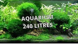 Présentation Aquarium communautaire 240 Litres [upl. by Kleeman5]