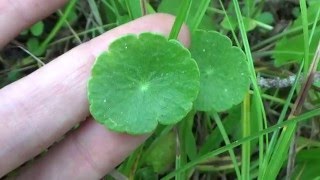 Pennywort or dollarweed  edible wild plant of Florida [upl. by Richmond]