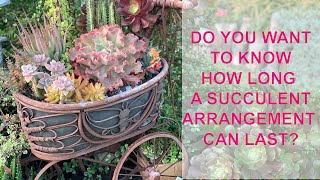 Learning About Succulent Arrangements and How to Water Succulents [upl. by Gnilsia]