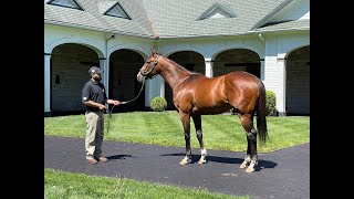 MyRacehorse quotBreeding Shedquot [upl. by Emlin454]