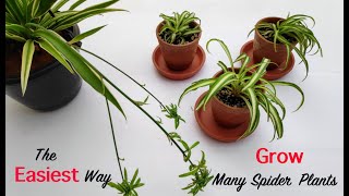 Propagating Spiderettes  How To Root Spider Plant Chlorophytum comosum Babies [upl. by Aneled]