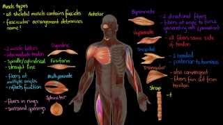 MUSCLE TONE  CLINICAL LAB  PHYSIOLOGY [upl. by Aida]