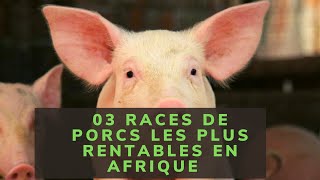 03 RACES DE PORCS LES PLUS RENTABLES EN AFRIQUE [upl. by Nosirrag]