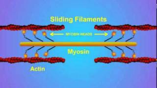 5 Details of ActinMyosin Crosslinking [upl. by Llerut]