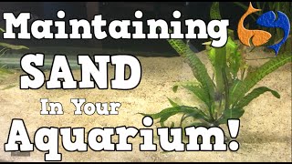 Maintaining A Sand Substrate In Your Aquarium KGTropicals [upl. by Magdau]