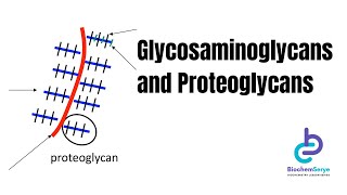 GlycosaminoglycansProteoglycans  Biochemistry [upl. by Soracco]