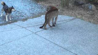 Hungry Cougar vs brave dogs Highlands Victoria [upl. by Redienhcs]