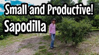 HOW TO Keep Sapodilla Small and Productive [upl. by Narik]