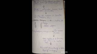 Types of Endosperm [upl. by Essiralc]