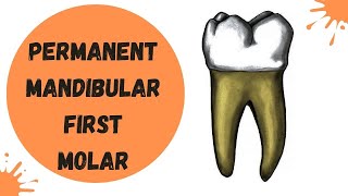 Permanent Mandibular First Molar  Dental Anatomy [upl. by Tayib]