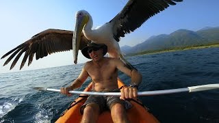 GoPro Pelican Learns To Fish [upl. by Relyk]