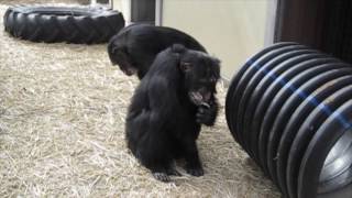 Chimpanzee Vocalizations [upl. by Nylaj]